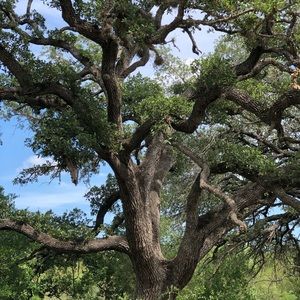 Meet your Posher, Shay